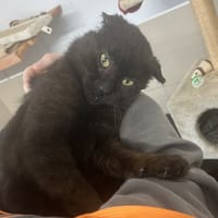 Arnold CAB5215, chat à adopter