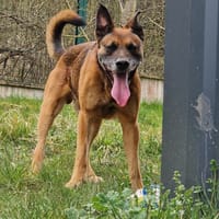 Bonzo, chien à adopter