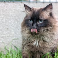 LUNA A17324, chatte à adopter