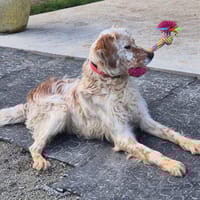 Flash, chien à adopter