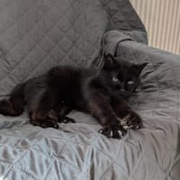 RINGO (FR), chat à adopter