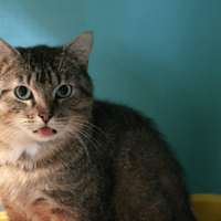 CHAPON HAB17531, chat à adopter