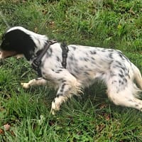 Brixou, chien à adopter