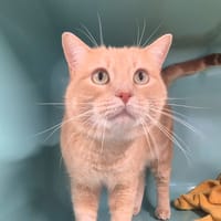 Prosper, chat à adopter