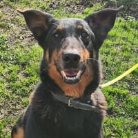 FOXY, chienne à adopter