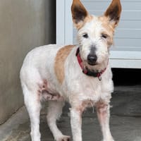 Lassie, chienne à adopter