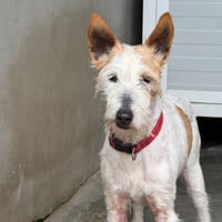 Lassie, chienne à adopter