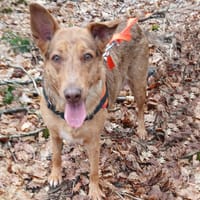 MUFFIN, chienne à adopter