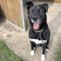 NARCO, chien à adopter