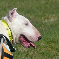 KAYA, chienne à adopter