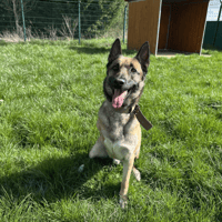 HATCHI, chien à adopter