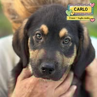 CARLO, cane da adottare