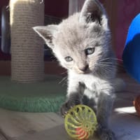 Melice, chatte à adopter