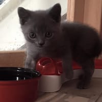 Marie, chatte à adopter