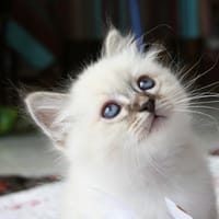 Nina, chatte à adopter