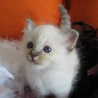 Nino, chat à adopter