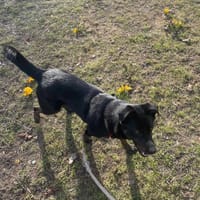 Ayla, suczka do adopcji