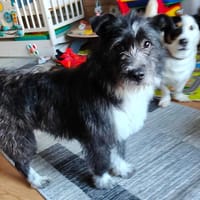 Dominik, pies do adopcji