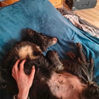 Kora, suczka do adopcji