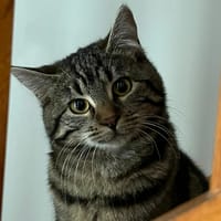 Amandine, chatte à adopter