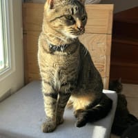 astro, chat à adopter