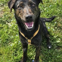 Lilia, cane femmina da adottare