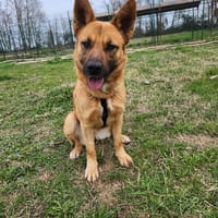 Miren, cane femmina da adottare