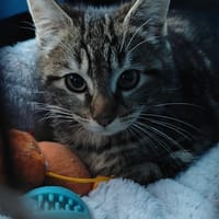 Bayla (anciennement Biscote), chatte à adopter
