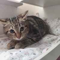 Besame, chatte à adopter