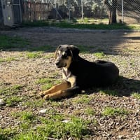 Benito, chien à adopter