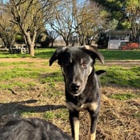 Sparky, chien à adopter