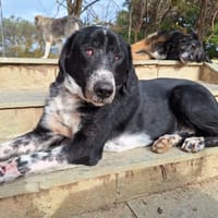 Phos, chien à adopter