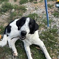 Lazlo, chien à adopter