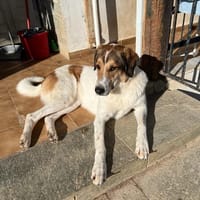 Karmen, chienne à adopter