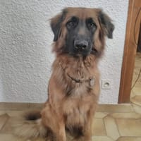HISSA, chienne à adopter
