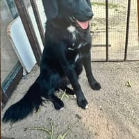 ASTRA, chienne à adopter