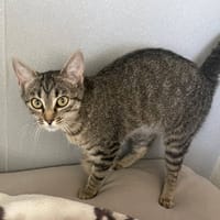 MANA, chatte à adopter