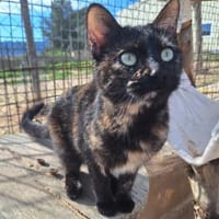 Aktive Schmusekatze Tokio, Katze zur Adoption