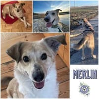 MERLIN * verzaubert dein Herz, Hund zur Adoption