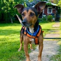 Ernie wartet und wartet........., Hund zur Adoption