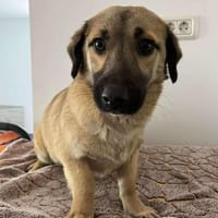 LEO 🐾❤ klein, lieb, freundlich, Hund zur Adoption