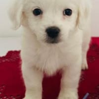 Taco, Hund zur Adoption