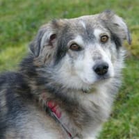 Niko - wartet in 97440 Werneck, Hündin zur Adoption