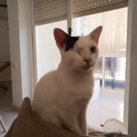 Lieber, hübscher Kater Homer (Nur 1 Auge, Kater zur Adoption