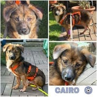 CAIRO * menschenbezogener Knirps, Hund zur Adoption