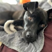 Nura - wartet in 04103 Leipzig, Hündin zur Adoption