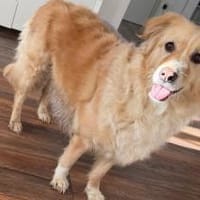 Laika sucht Ihre Familie!, Hündin zur Adoption