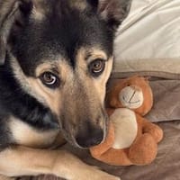 ASTI, freundlich, verspielt, neugierig, Hündin zur Adoption