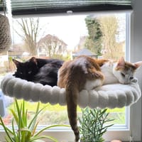Junge, Kater Seiko & Moltó, Kater zur Adoption