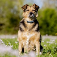 Mimi - 76189 Karlsruhe, Hündin zur Adoption